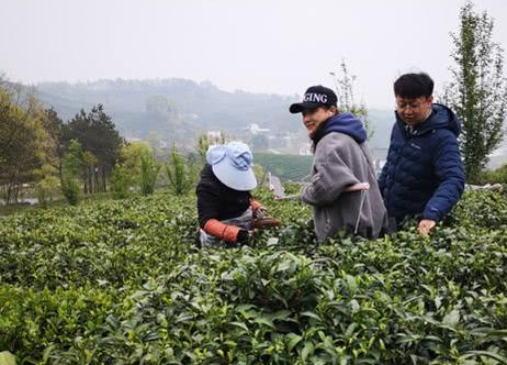 信阳毛尖价格（信阳毛尖茶的等级特征！）