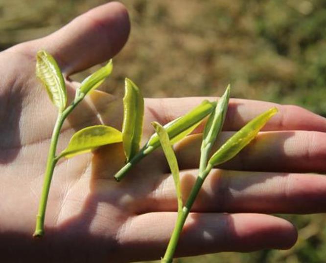 普洱茶一般多少钱一斤