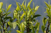 十里香茶价格多少钱？