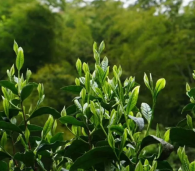 紫笋茶品牌有哪些？（紫笋茶十大品牌排行榜）