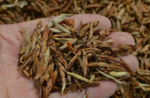  老鹰茶多少钱一斤 2020老鹰茶的最新价格及功效作用