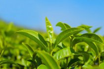  绿茶三年后还能喝吗 绿茶的保质期有多长