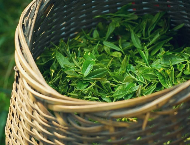  太平猴魁茶的功效 喝太平猴魁茶能抑制细菌和抑制癌细胞吗