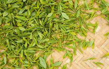  喝绿茶的好处 每天喝绿茶能减肥吗 绿茶抵御紫外线是真的吗