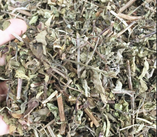  猫须草茶的作用​与功效 猫须草茶的药用价值 猫须草能治痛风降血压