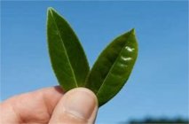  西湖龙井的冲泡技巧 西湖龙井老茶树冲泡