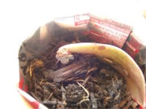 普洱茶的冲泡水温