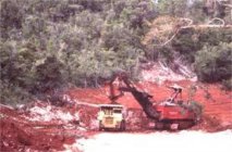 古树普洱茶的冲泡方式 普洱茶冲泡后的茶型