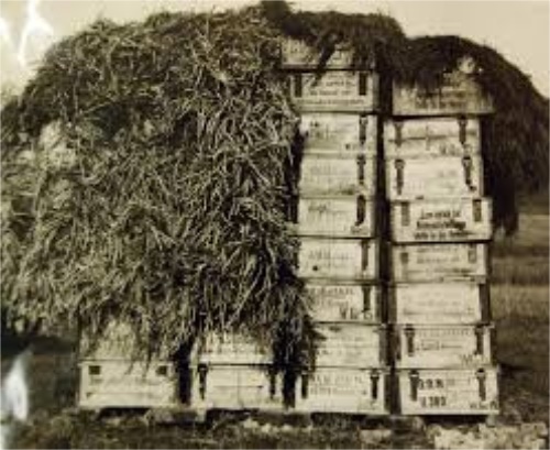 冲泡普洱茶的程序