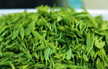 <b> 绿茶有什么作用与功效 冲泡绿茶的最佳温度 绿茶泡水一次放多少</b>