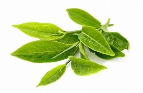  长期喝绿茶有什么好处 常饮绿茶有哪些奇妙的功效呢