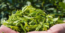  紫霞贡茶是绿茶吗 紫霞贡茶的功效与作用 减肥和美容