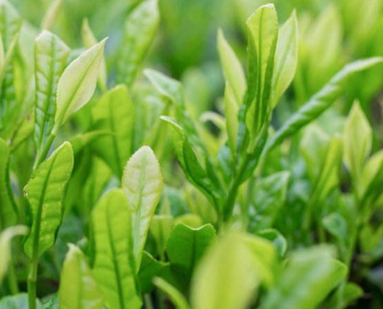  喝水镜茗芽茶的好处 能防辐射和保护牙齿 水镜茗芽茶适合什么人群饮用