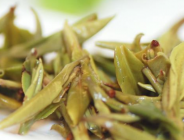  早上喝绿茶可以减肥吗 喝绿茶减肥的注意事项 怎么喝绿茶能瘦身