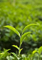  高茶的作用与功效 高山茶有减肥瘦身美容护肤的作用吗