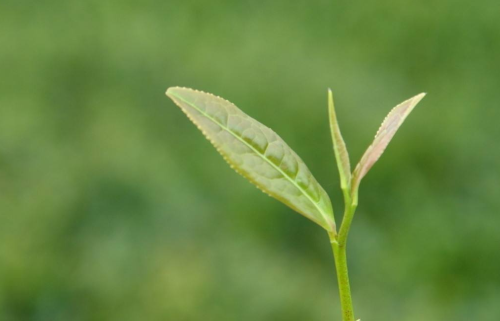 西湖龙井茶的功效