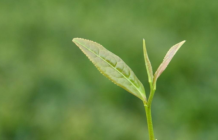  西湖龙井茶的功效 夏天喝西湖龙井的好处