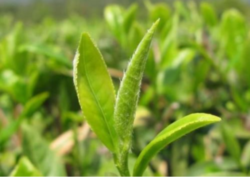 西湖龙井的花茶功效与作用