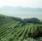  吃菊花茶的功效与作用 昆仑菊花茶的功效与作用