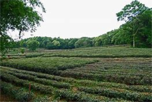 浙江杭州西湖龙井茶功效作用