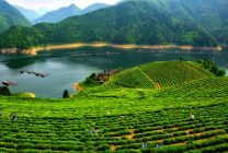 湖南安化黑茶产地在哪里 安化黑茶的起源和产地的介绍