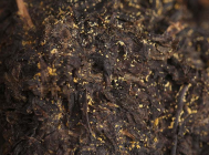 湖南安化黑茶能治病吗 安化黑茶能治百病您相信吗