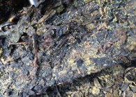 湖南黑茶的功效与作用可以减肥吗 喝安化黑茶的效果及益处