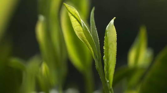 白茶最好的产区是哪儿 哪里出产的白茶最好