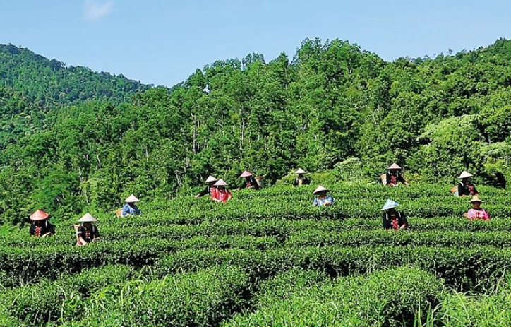  五指山绿茶多少钱一斤 2020五指山水漫镇的绿茶最新价格