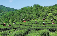  五指山绿茶多少钱一斤 2020五指山水漫镇的绿茶