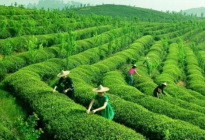 <b> 惠明茶多少一斤 2020惠明茶的市场售价价格行情</b>