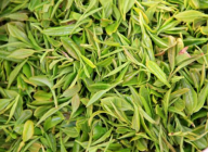  海青绿茶多少钱一斤 2020海青茶的功效及最新价