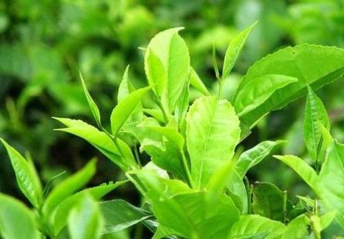  云雾绿茶的功效与功能 云雾绿茶的注意事项