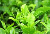  云雾绿茶的功效与功能 云雾绿茶的注意事项