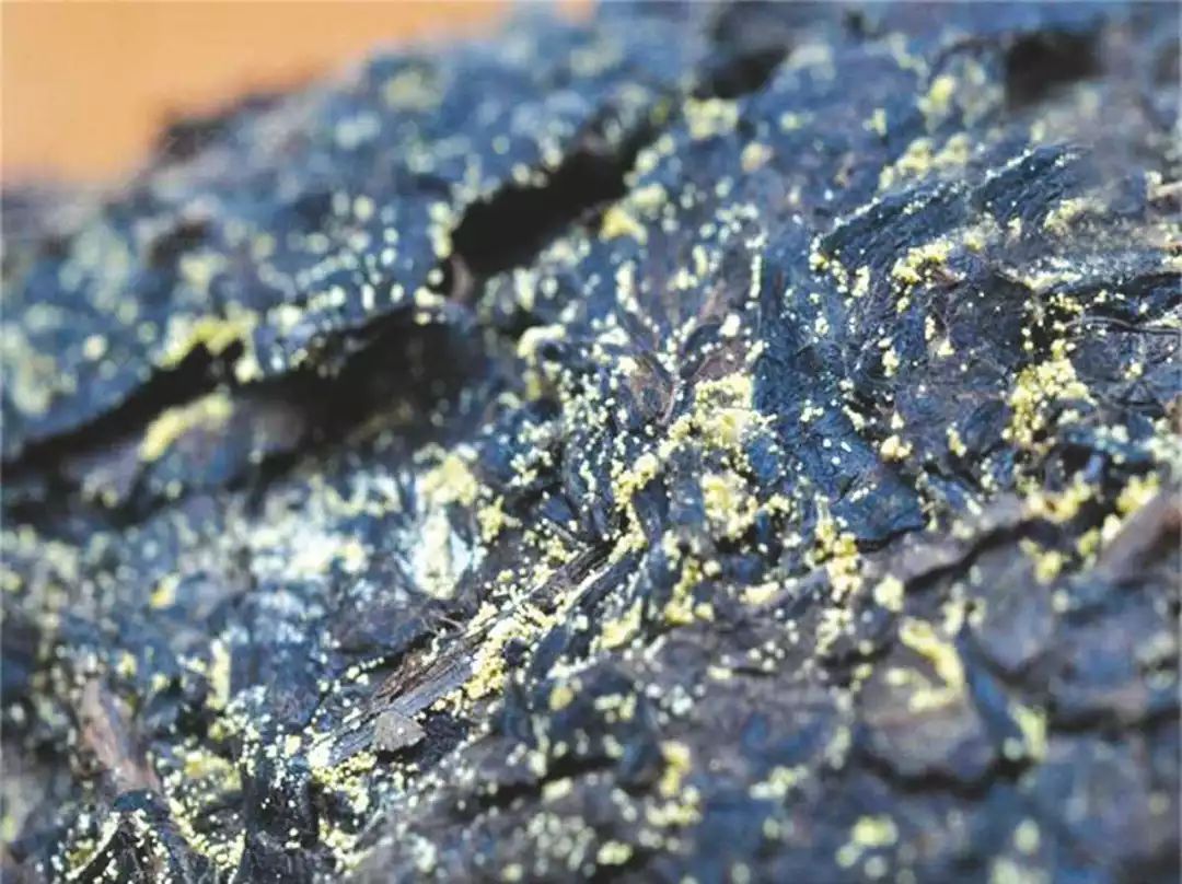  泾阳茯砖茶的营养价值 饮用泾阳茯砖茶的注意事项