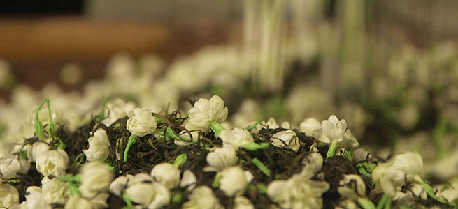 茉莉花茶的功效与功能 茉莉花的禁茶忌