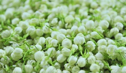 茉莉花茶的功效与功能 茉莉花的禁茶忌