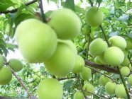  乌梅汁和酸梅汤的区别 乌梅果汁的做法