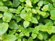 薄荷怎么吃好呢 我们一起看看以下做法