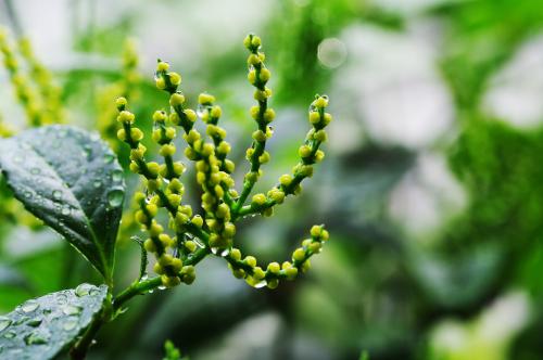  珠兰花茶的功效 珠兰花茶多少钱一斤