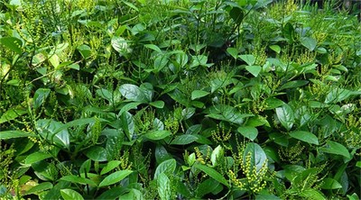  一斤珠兰花茶多少钱 珠兰花茶的贮藏方法