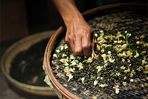  茉莉茶多少钱一斤 喝茉莉花茶有什么好处