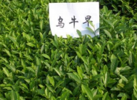 乌牛早茶多少一斤 2020乌牛早茶的最新市场价格报价