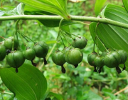  黄精种子多少钱一斤 2020市面上的黄精种子价格详情