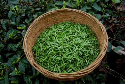  中国绿茶排名前十都有哪些茶类品种