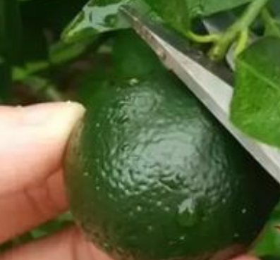  小青柑的购买方法 小青柑的功效和作用 小青柑加工工艺