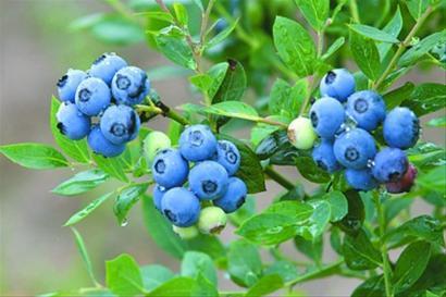  多吃蓝莓有什么问题 蓝莓可以多吃吗