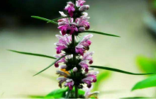 益母草可以泡茶喝吗 益母草泡茶喝有什么药用价值