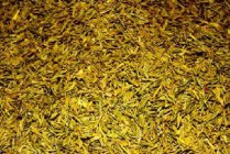  黄茶有哪些品种 黄茶哪些品种比较常见