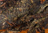  云南普洱古树茶的品鉴方法 普洱古树茶的外形与口感是怎样的